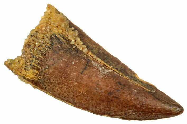 Raptor Tooth - Real Dinosaur Tooth #357979